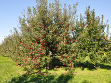 リンゴ新品種 紅の夢原木