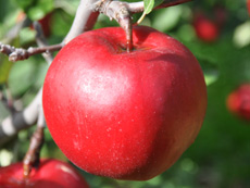 リンゴ新品種 紅の夢