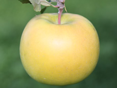 リンゴ新品種 こうこう