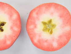 リンゴ新品種 HFF33
