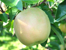 リンゴ新品種 HFF60