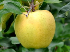 リンゴ新品種 HFF63