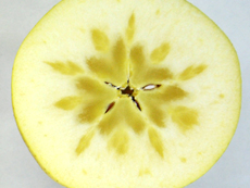リンゴ新品種 HFF63 輪切りの断面