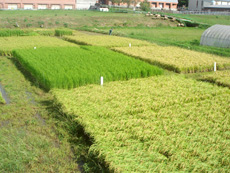 環境保全型稲作の研究