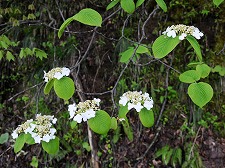 Viburnum furcatum
