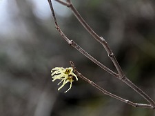 Hamamelis japonica  var. discolor  f. obtusata