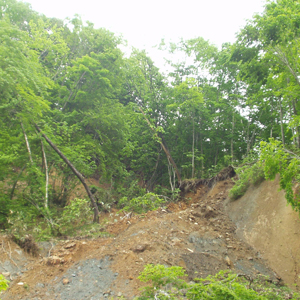 Interaction of forest and landslide dynamics
