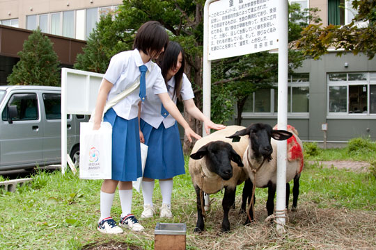 羊とたわむれる高校生