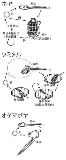 図２：尾索動物に属するホヤ、ウミタル、オタマボヤの生活史。ホヤは有性生殖のみを行う種(i)と無性生殖も行う種(ii)がある。