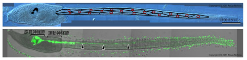 図３：カタユウレイボヤ幼生の体。上は筋肉細胞の境界をトレースしたもの。赤丸は核の位置を示す。下は一部の神経細胞にGFPを発現させたもの。中枢神経系の概要を示す。（注意：体外で粒々に光っているものはテスト細胞の自家蛍光でGFPの蛍光ではありません。）
