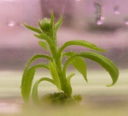 添付ファイル 花芽形成遺伝子を導入したリンゴの遺伝子組換え個体 弘前大学農学生命科学部 添付ファイル 花芽形成遺伝子を導入したリンゴの遺伝子組換え個体 弘前大学農学生命科学部