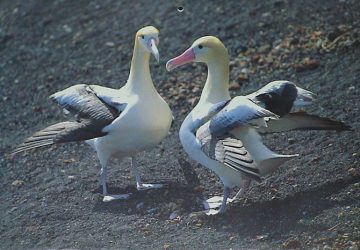 photo:Courtship display of the short-tailed albatross (Photo by Hiroshi Hasegawa)