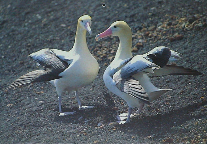 photo:Courtship display of the short-tailed albatross (Photo by Hiroshi Hasegawa) 
