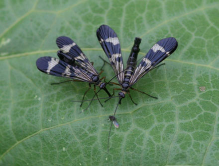 fig.2 Scorpionflies, Mecoptera