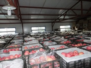 photo:Apples to be kept before shipment at a Chinese agricultural cooperative