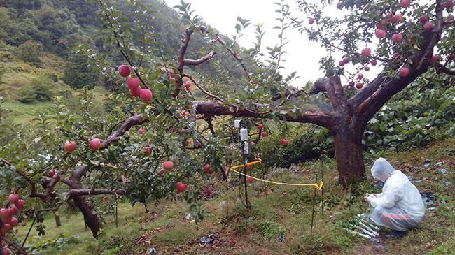 弘前市内のリンゴ園における土壌間隙水採取の様子（2016/10/08）