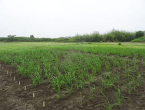 乾燥土壌耐性を有する陸稲イネ品種の開発とその耐性機構の解明