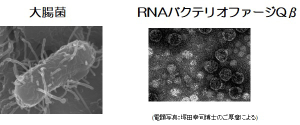 大腸菌とQβ