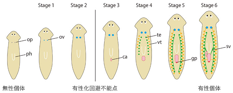 図２. リュウキュウナミウズムシの有性化過程