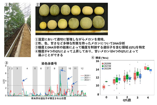 日本のネットメロンについての甘さに関わる遺伝子特定の研究