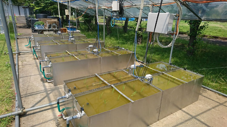 水田生物群集に殺虫剤と水温上昇が与える影響を検証するための模擬生態系実験系