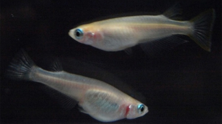 メインの実験動物のミナミメダカ（Oryzias latipes）