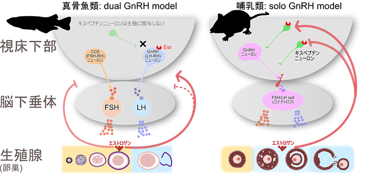 魚類の生殖腺の発達は、哺乳類と同様に視床下部‐脳下垂体‐生殖腺軸（HPG軸）によって制御されています。この制御軸の大枠は共通しているものの、それぞれの内分泌ホルモンが生殖腺発達に与える役割や、中枢神経系でコントロールを担うニューロンが大きく異なっていることが示されています（Kayo et al., 2025, BioEssaysより改変）。